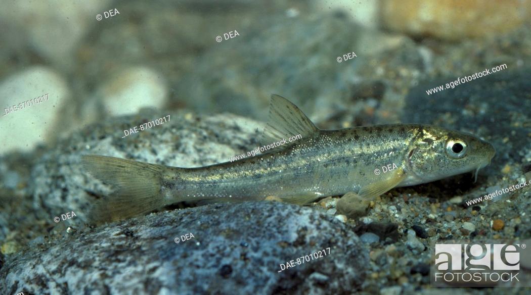 Stock Photo: South European Nase (Chondrostoma genei), Cyprinidae.