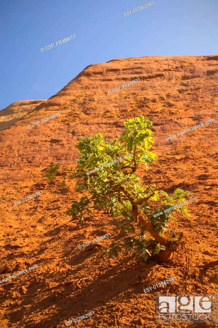 Stock Photo: Tree growing on an orange ocher hills and blue sky in the background. Ocher rocks (French Colorado) near Rustrel (Provence, Southern France).