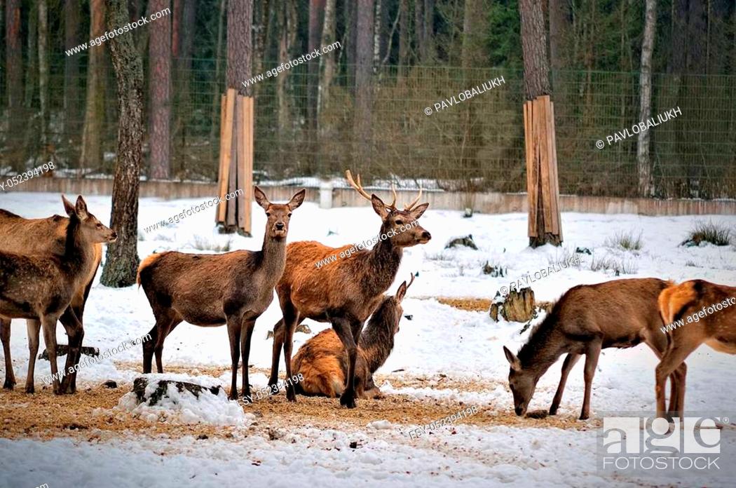 Stock Photo: A deer herd in fields winter in Reserve Bialowieza Forest.