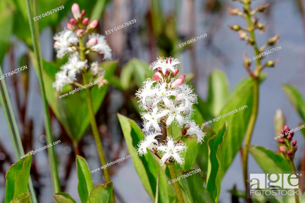 Stock Photo: Bogbean (Menyanthes trifoliata ) in flower.