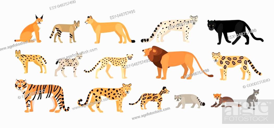 Collection of different wild and domestic cats. Exotic animals of Felidae  family isolated on white..., Stock Vector, Vector And Low Budget Royalty  Free Image. Pic. ESY-048757490 | agefotostock