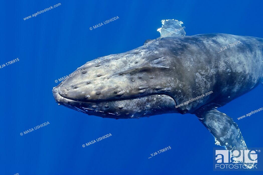 Stock Photo: humpback whale, Megaptera novaeangliae, Hawaii, Pacific Ocean.