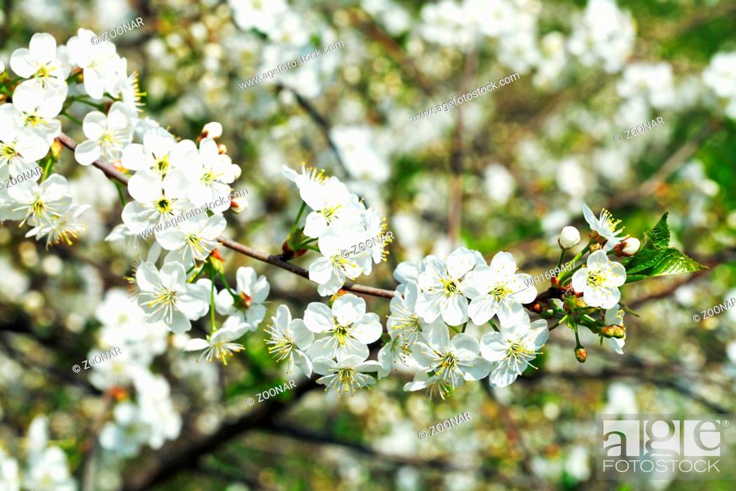 Stock Photo: twig of flowering cherry in spring garden.