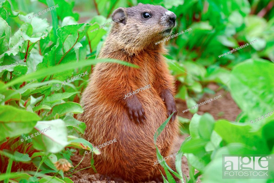Baby groundhog (Marmota monax), also known as a woodchuck, whistle-pig, or  land-beaver in some areas, Stock Photo, Picture And Rights Managed Image.  Pic. ACX-ACP76982 | agefotostock