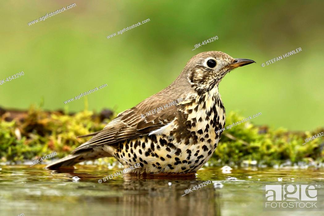 Stock Photo: Song Thrush (Turdus philomelos), old bird bathing in pond, Kiskunság National Park, Hungary.
