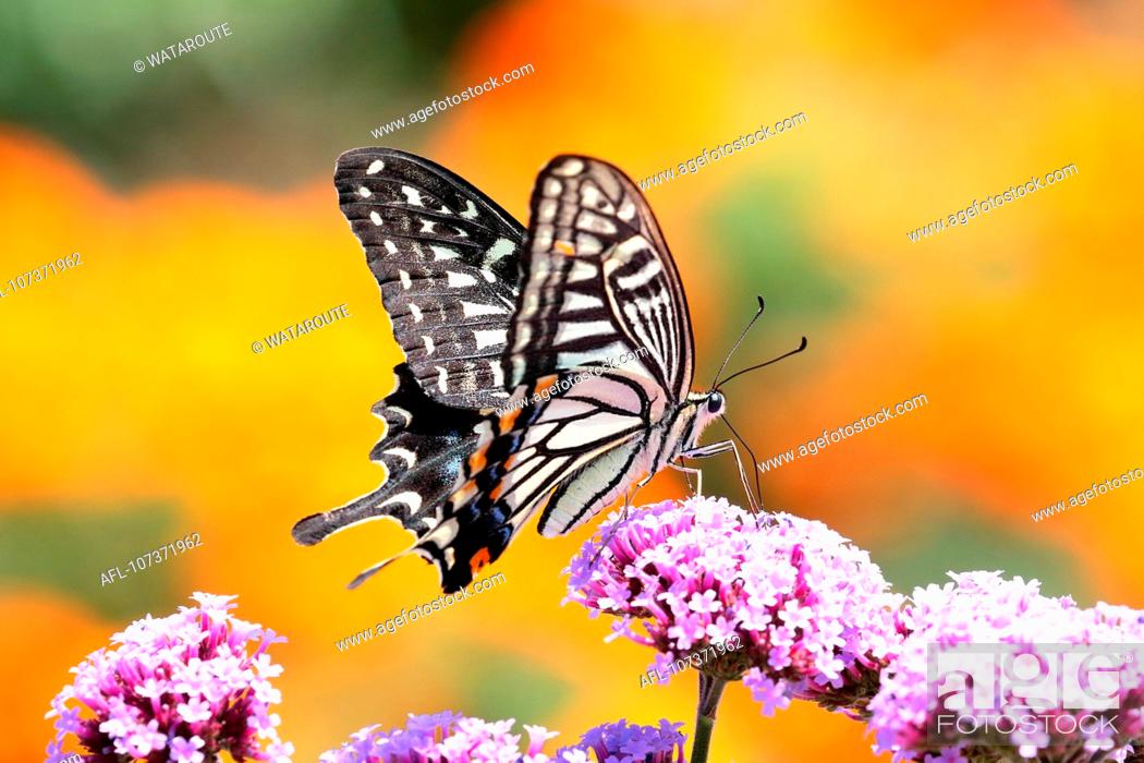 Stock Photo: Butterfly.