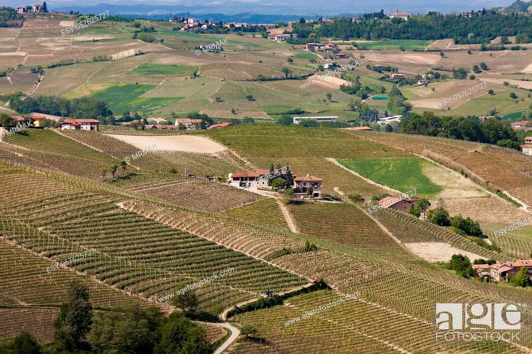 Stock Photo: The splendid vineyards of Langhe and Monferrato, in the Italian region of Piedmont, part of the Unesco World Heritage site which includes some of the most.