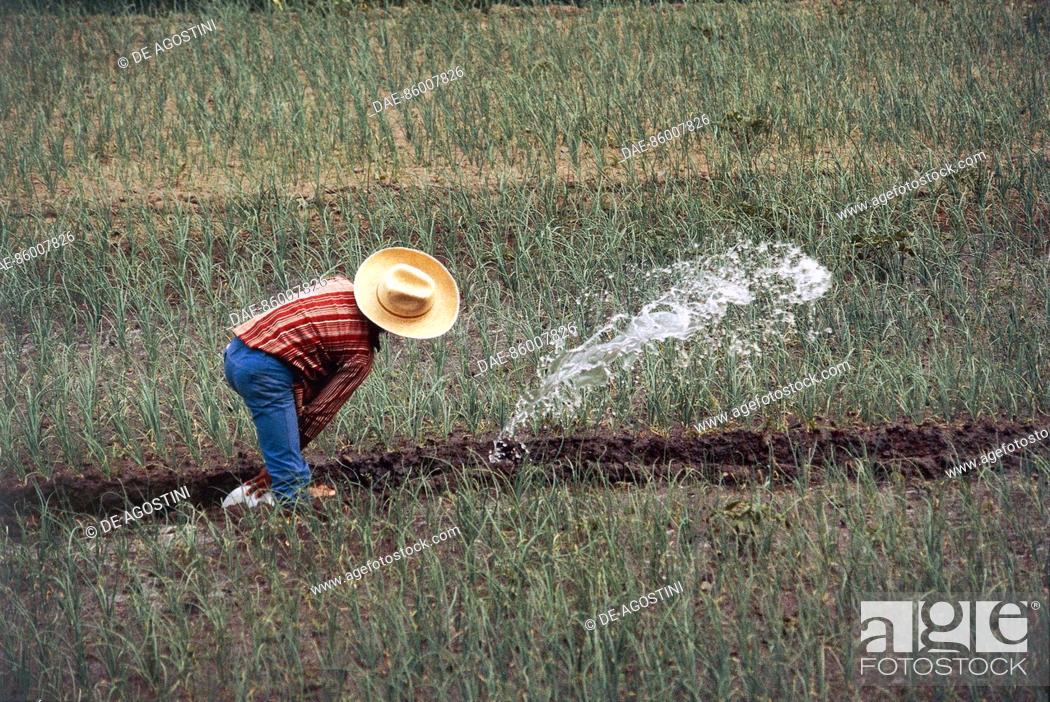 Stock Photo: Farmer wearing a hat manually irrigating a field, Sierra Madre, Guatemala.