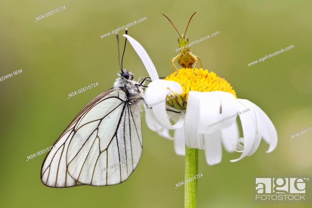 Stock Photo: Black-veined White (Aporia orataegi) and Large Gold Grasshopper (Chrysochraon dispar) on a Oxeye Daisy (Leucanthemum vulgare), Germany, Eifel.