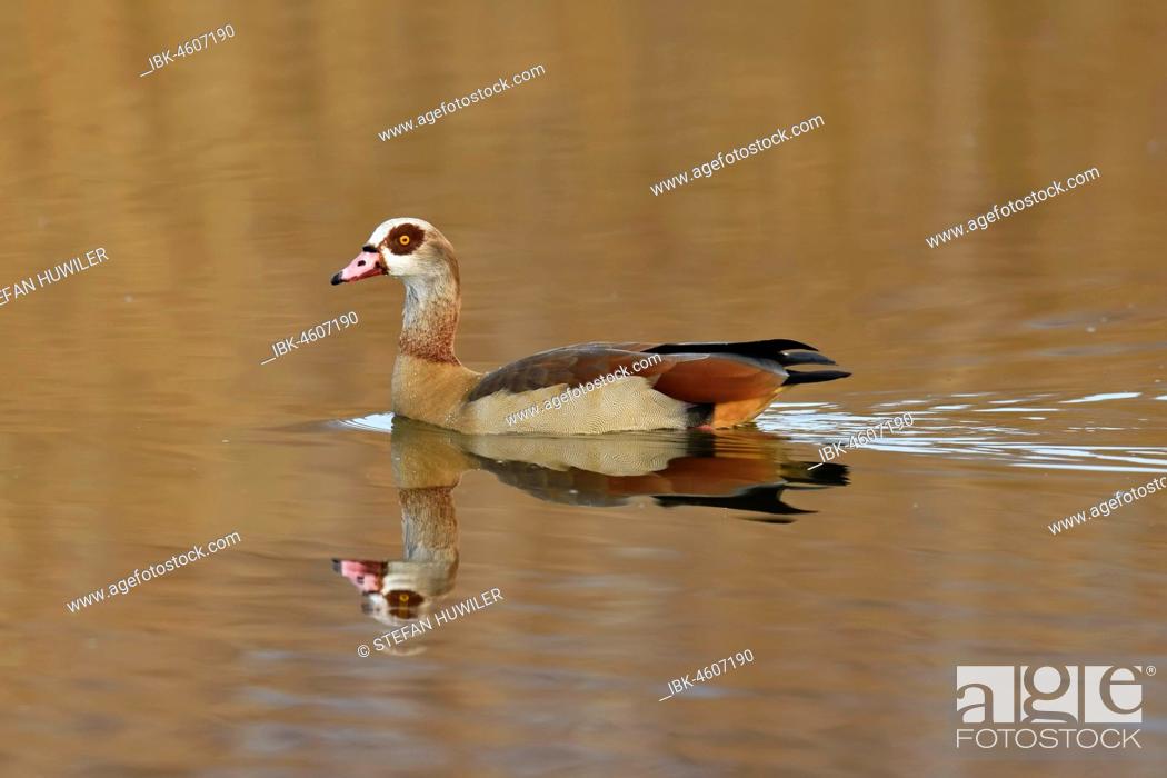 Stock Photo: Egyptian goose (Alopochen aegyptiacus), floating, Canton of Neuchtel, Switzerland.