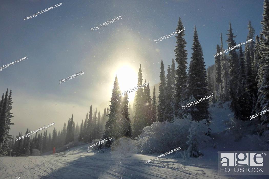 Stock Photo: Canada, Canadian Rocky Mountains, British Columbia, Golden Kicking Horse Mountain Resort, ski resort, trees, snowy, sun, back light,.