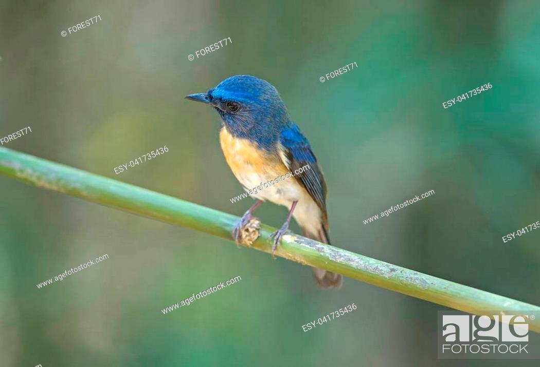 Stock Photo: Blue-throated Blue Flycatcher (Cyornis rubeculoides) on a branch in nature Thailand.