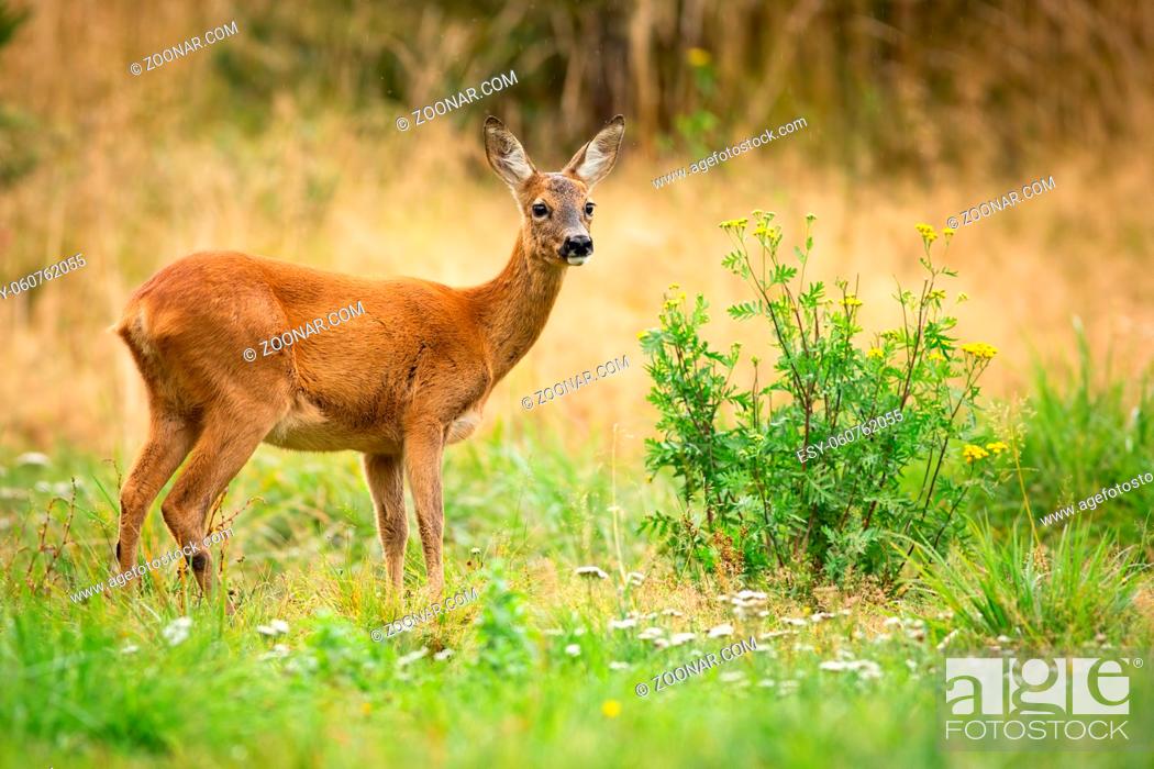 Stock Photo: Alert roe deer, capreolus capreolus, doe observing on green summer meadow with blooming yellow and white wildflowers. Cute animal wildlife standing in colorful.