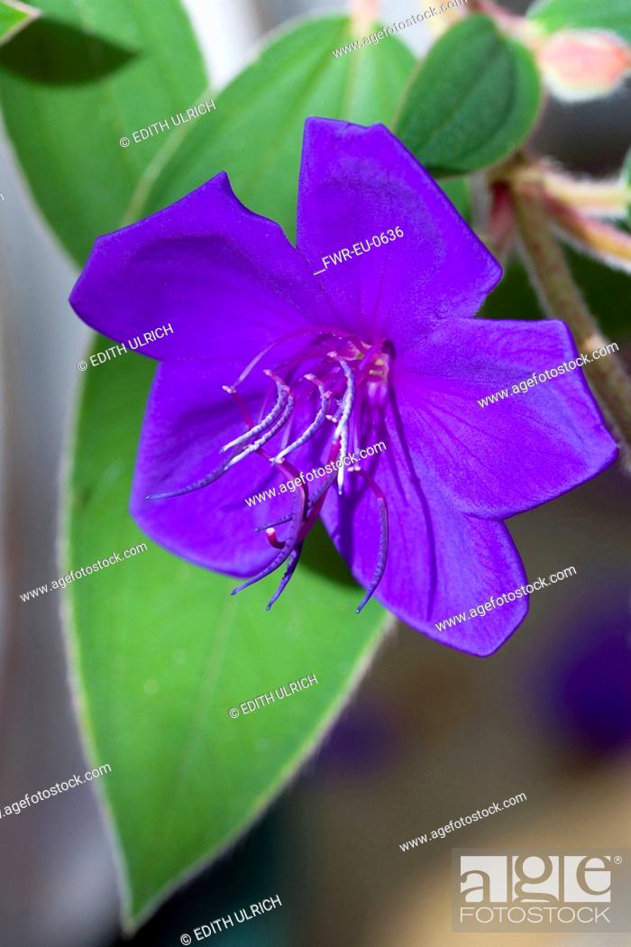 Stock Photo: Glory bush, Tibouchina urvilleana, Purple flower with prominent stamen on an evergreen shrub.