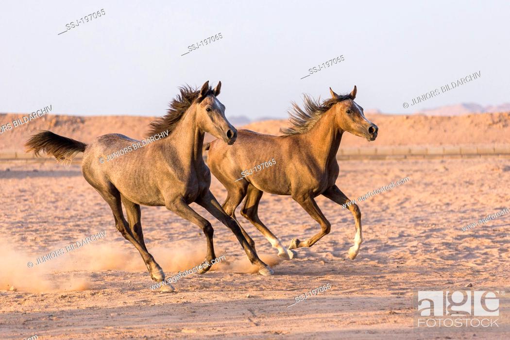 Stock Photo: Arabian Horse. Pair of young mares galloping in the desert. Egypt.
