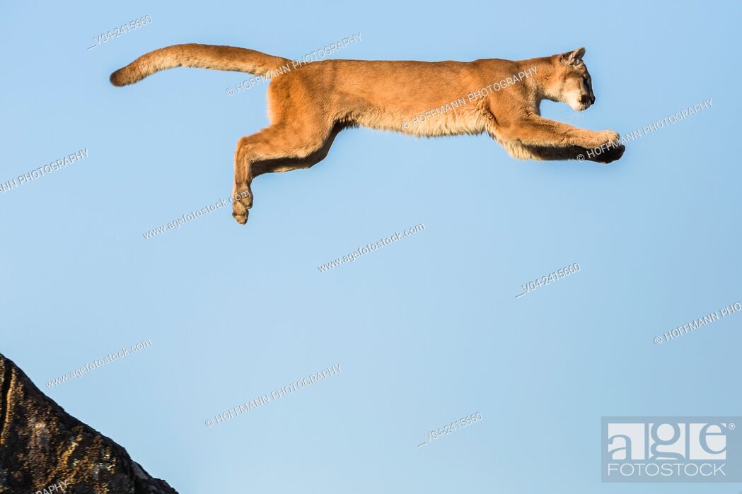 Adult mountain lion (Puma concolor) jumping from a rock, captive,  California, USA, Stock Photo, Picture And Rights Managed Image. Pic.  V04-2415660 | agefotostock