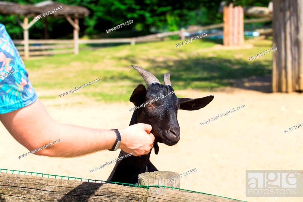 Human hand stroking a black goat. Farm animals, Stock Photo, Picture And  Low Budget Royalty Free Image. Pic. ESY-047251553 | agefotostock