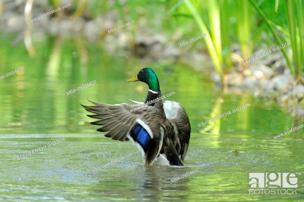 Stock Photo: Mallard, Anas platyrhynchos, male duck, water, side view, shaking.