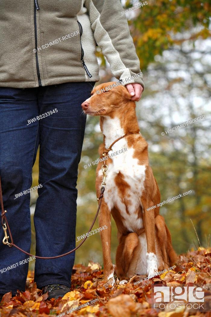 Stock Photo: mixed breed dog Canis lupus f. familiaris, Podenco-Mix sitting beside ist mistress who strikes it, Germany.
