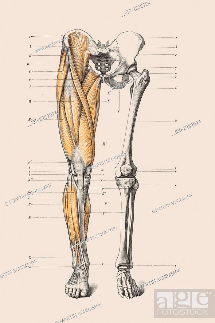 A sketch of the human leg showing the joint angle convention used in... |  Download Scientific Diagram