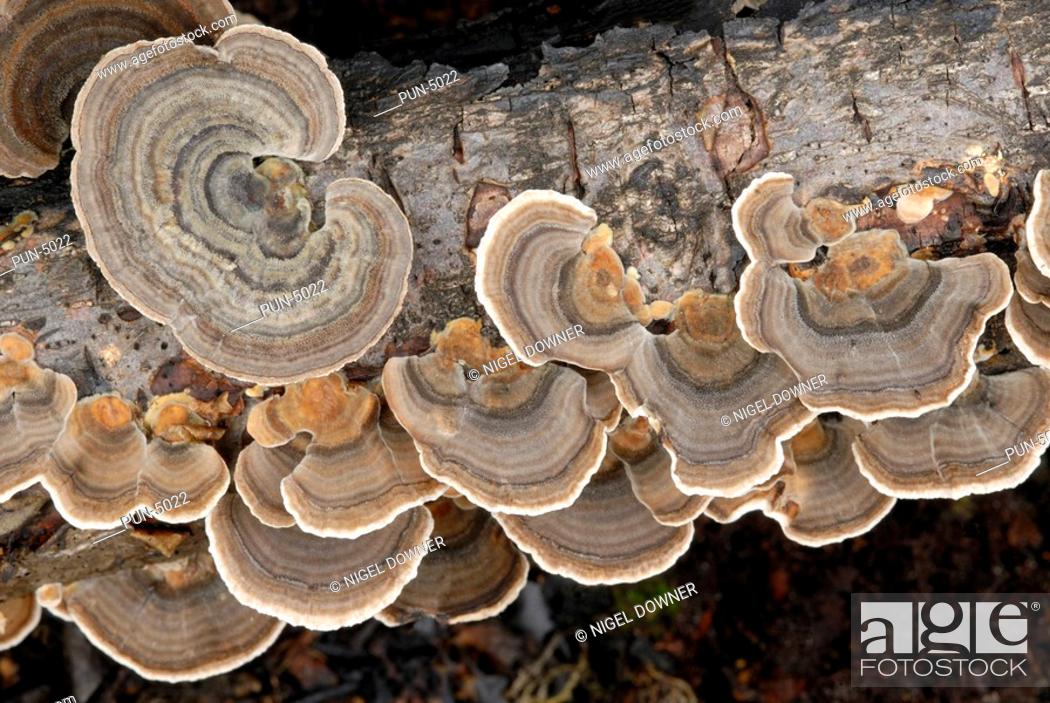 Stock Photo: Many-zoned polypore Coriolus versicolor A bracket fungus growing in mass on tree branch in Norfolk woodland.
