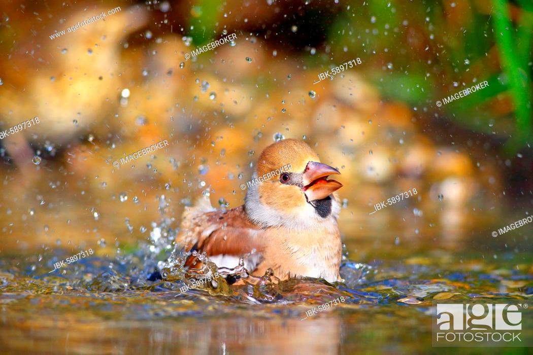 Stock Photo: Hawfinch (Coccothraustes coccothraustes) bathes in shallow water, Solms, Hesse.