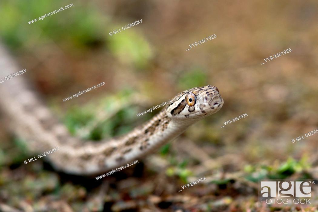 Stock Photo: Great Plains Rat Snake (Pantherophis emoryi) - Camp Lula Sams, Brownsville, Texas, USA.