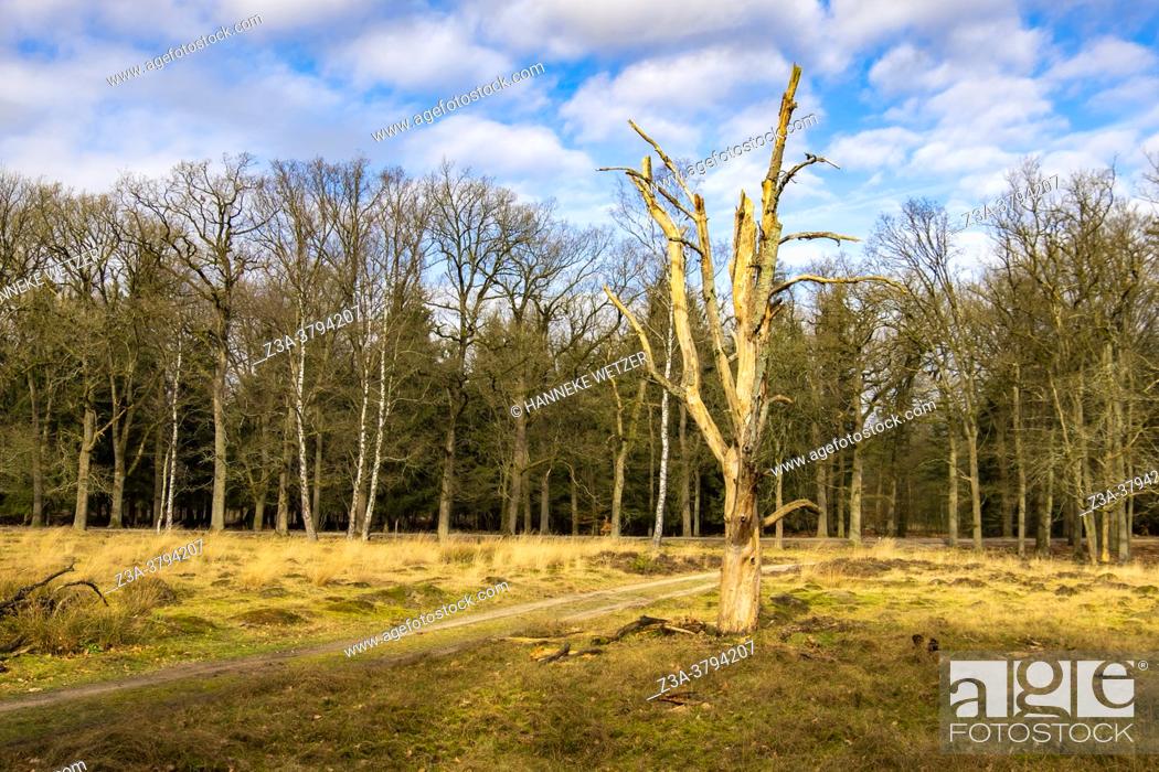Stock Photo: Dead wood in Dutch forest, The Netherlands, Europe.