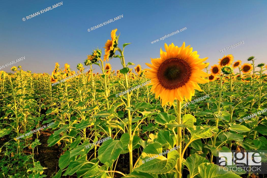 Imagen: Sunflower field.