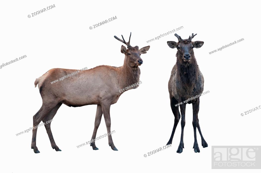 Stock Photo: Two marals male and female isolated on a white background. Image with clipping path.