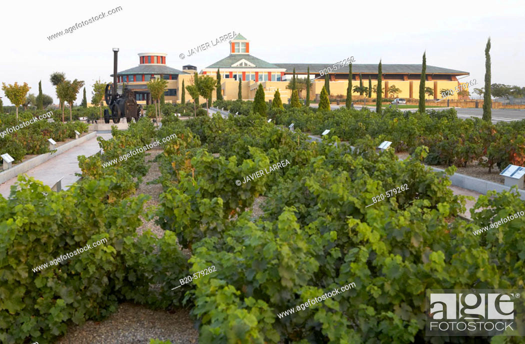Stock Photo: Vineyards. Museum of Viticulture, Dinastia Vivanco winery in Briones. La Rioja, Spain.