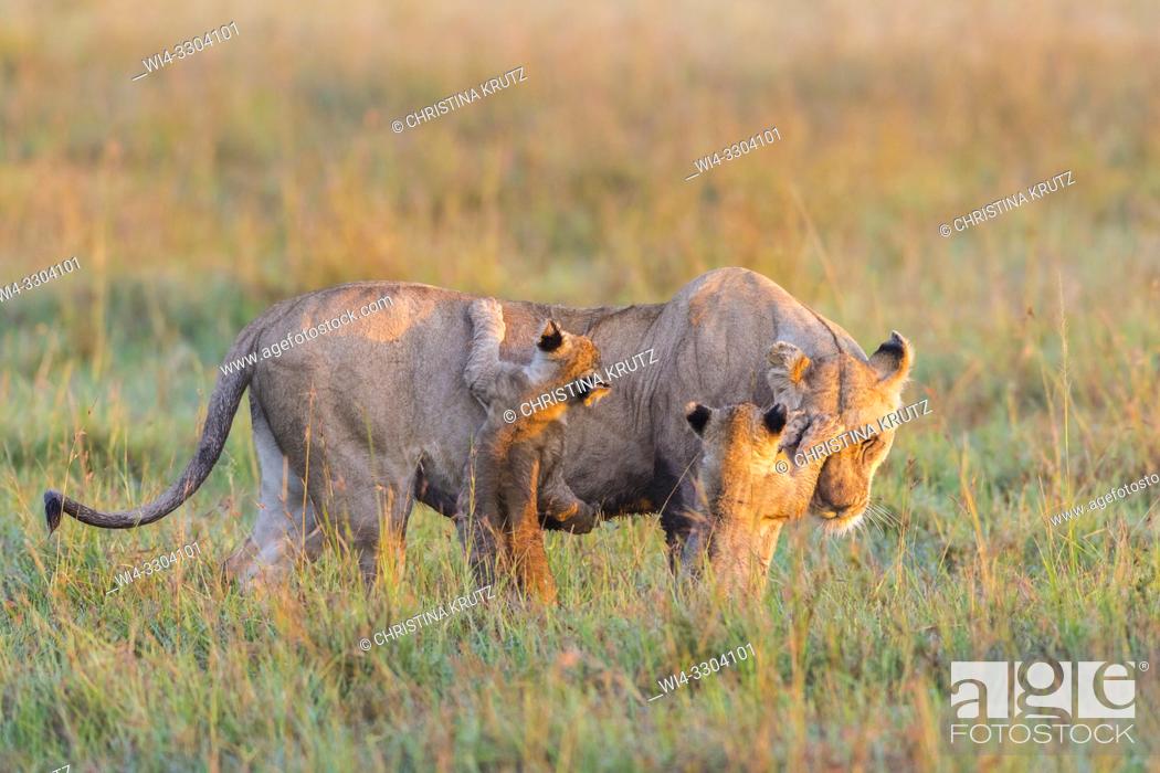 Imagen: African Lion (Panthera leo) female with two cubs, Maasai Mara National Reserve, Kenya, Africa.