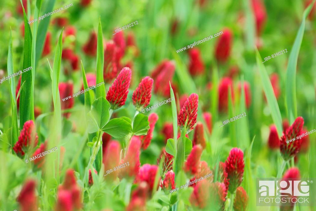 Stock Photo: Crimson clover (Trifolium incarnatum) with trefoil in Karlstadt, Main, Lower Franconia, Franconia, Bavaria, Germany, Europe.