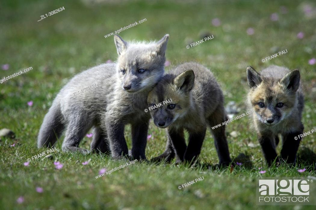 Stock Photo: The cross fox kits (Vulpes vulpes) San Juan Island, USA.