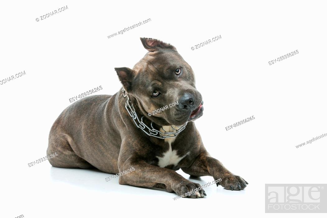 Beautiful American Staffordshire Terrier Dog. Tiger Blue Color Male Pet,  Stock Photo, Picture And Low Budget Royalty Free Image. Pic. Esy-059356265  | Agefotostock