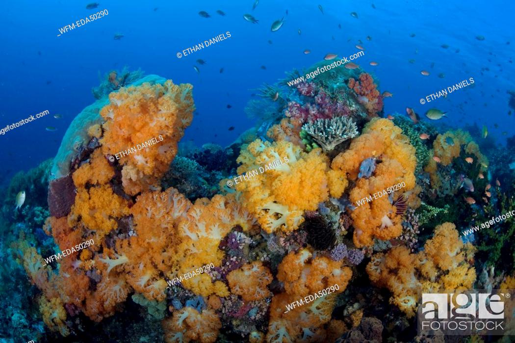 Stock Photo: Reef with orange Soft Corals, Dendronephthya spec., Komodo, Indonesia.