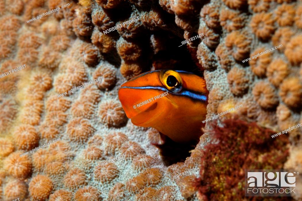 Stock Photo: Mimic blenny or Piano fangblenny (Plagiotremus tapeinosoma) looking out of home in coral, Hashemite Kingdom of Jordan, JK, Red Sea, Western Asia.