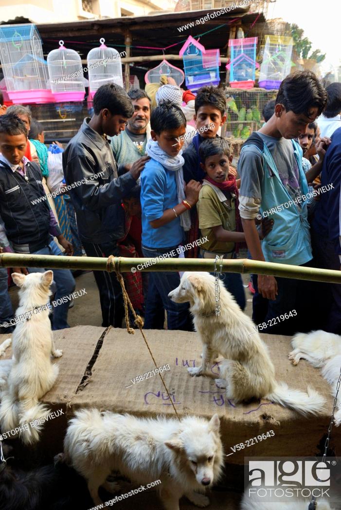 India, Bihar, Patna region, Sonepur livestock fair, Chiria bazar, The dogs  market, Stock Photo, Picture And Rights Managed Image. Pic. V58-2219643 |  agefotostock