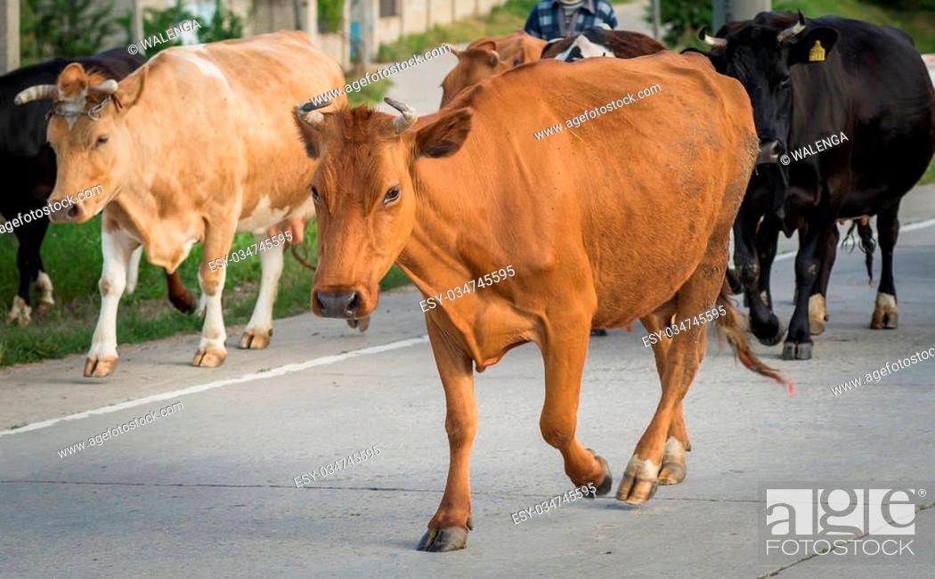 Imagen: cows crossing the road in the summer.