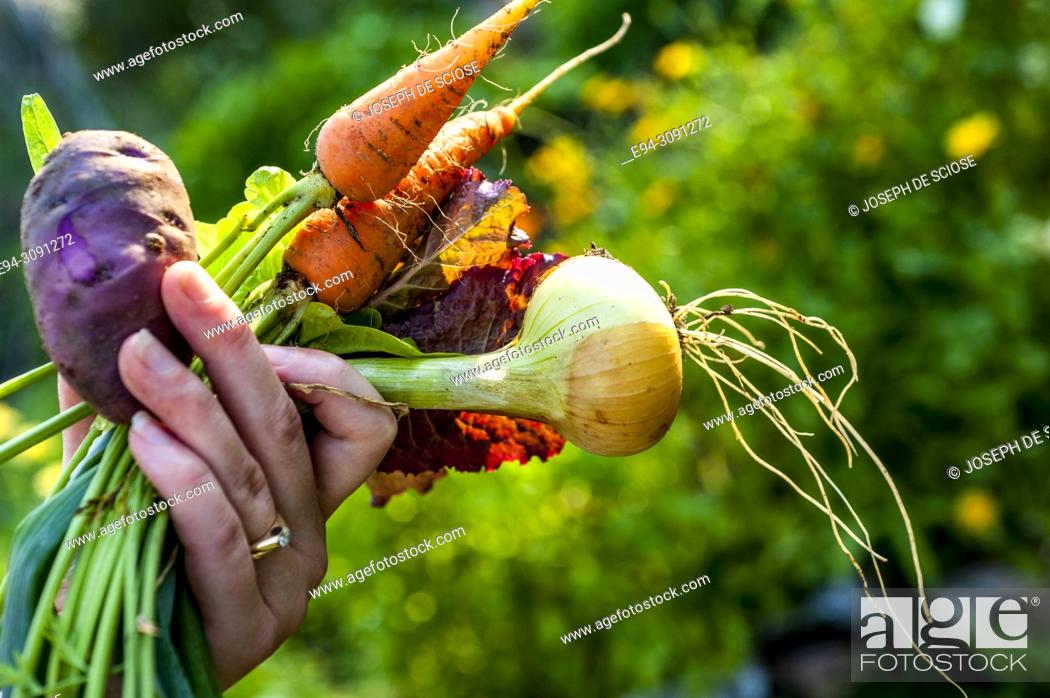 Imagen: A partial vies of woman gardener holding recently harvested vegetables from the garden.