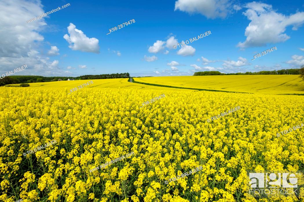 Stock Photo: Rape fields in spring, Montrésor, Indre-et-Loire, France.