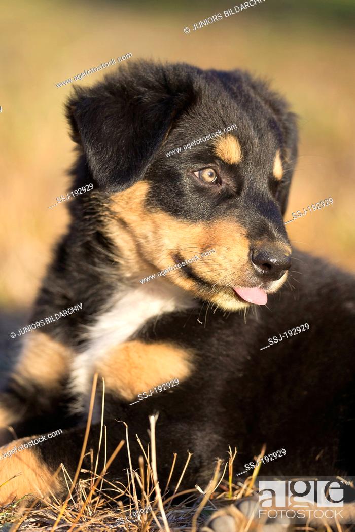 New Zealand Heading Dog Huntaway Puppy Lying Down New Zealand Stock Photo Picture And Rights Managed Image Pic Ssj 192929 Agefotostock