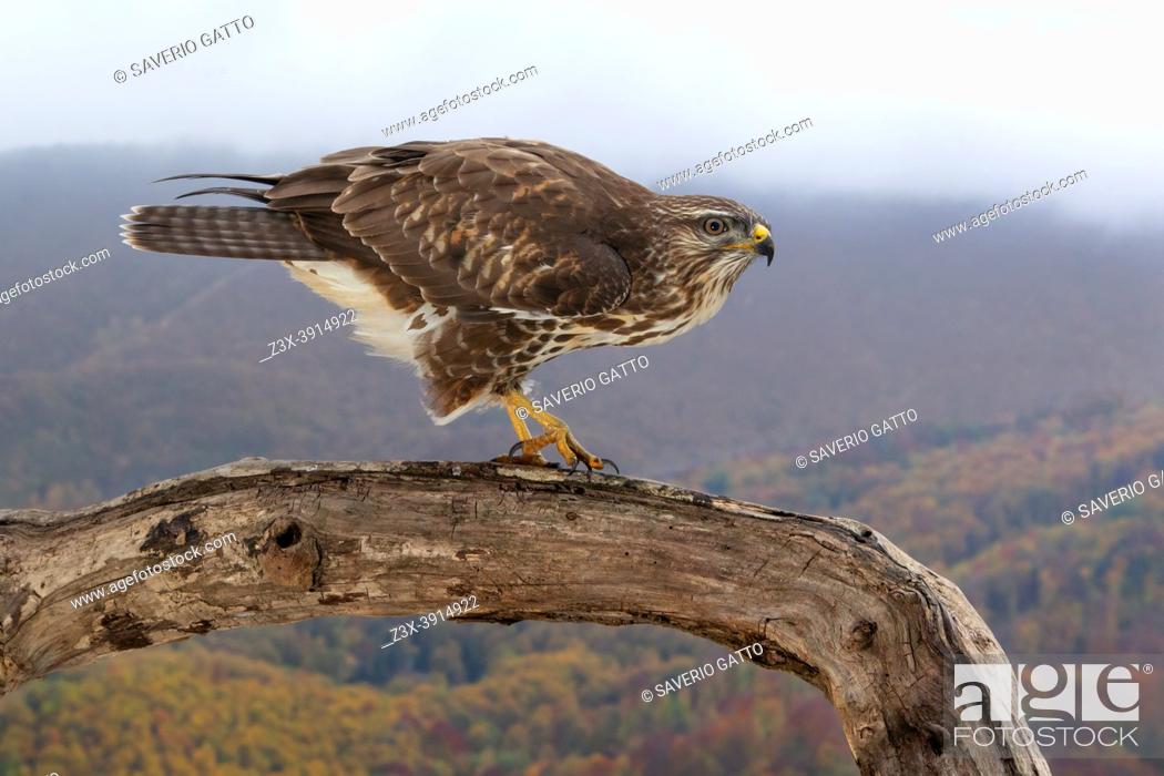 Photo de stock: Common Buzzard (Buteo buteo), side view of a juvenile perched on an old trunk with autumn landscape in the background, Campania, Italy.