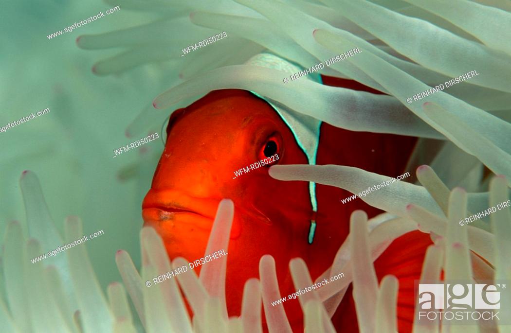 Stock Photo: Spinecheek clownfish, Premnas aculeatus, Pacific Ocean Coral Sea, Australia.