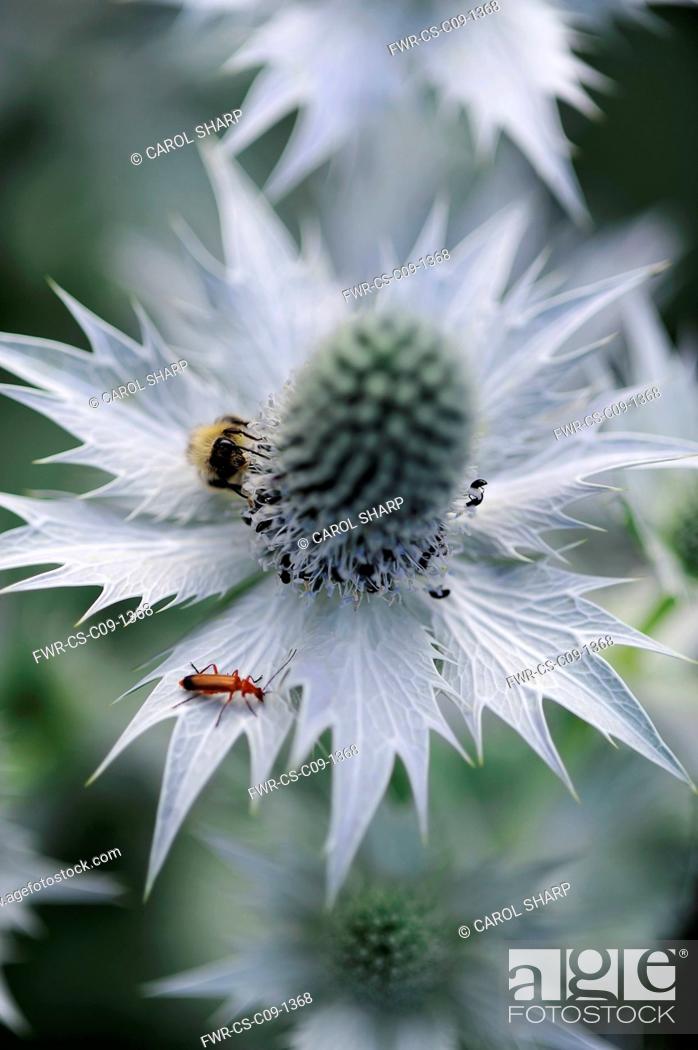 Stock Photo: Sea holly, known as Miss Wilmott's ghost, Eryngium giganteum, single silvery flower showing central cone and spikey skirt or bract.
