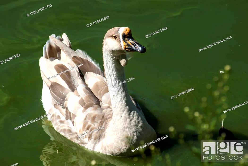 Stock Photo: Swan goose semi profile.