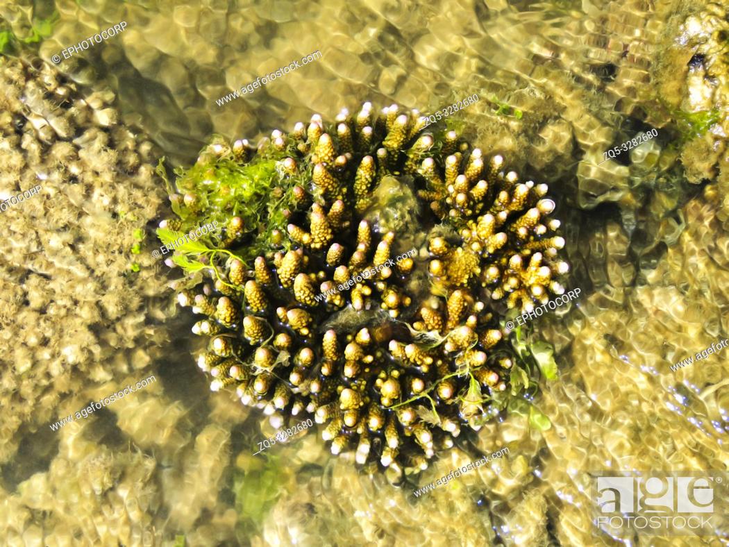 Stock Photo: Finger Corals, Kurusadai Island, Gulf of Mannar Biosphere Reserve, Tamil Nadu, India.