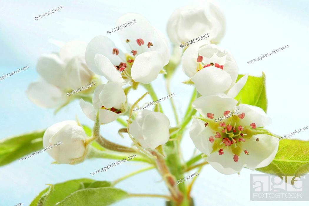 Stock Photo: Pear tree flowers. Pyrus communis  Common pear tree  Peear tree  Rosaceae  Eudicotyledon  Angiospermae  Plant.