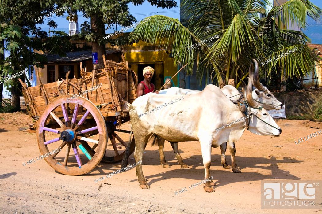 Oxen are valued domesticated animals in the rural areas of Tamil Naddhu,  Stock Photo, Picture And Rights Managed Image. Pic. LAT-LAT0119148 |  agefotostock