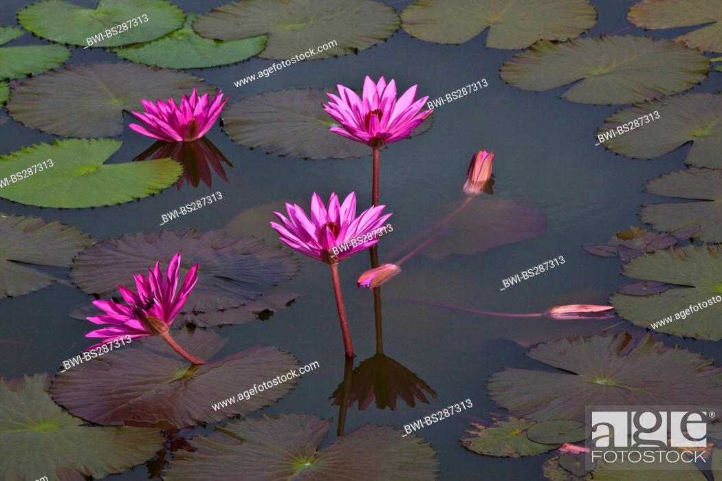 Stock Photo: water lily, pond lily (Nymphaea spec.), with violet flowers in a pond, Indonesia, Bali.